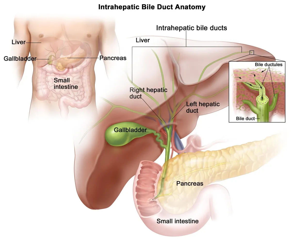 hepatobiliary hepatobiliary