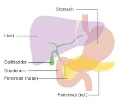 neuroendocrine neuroendocrine