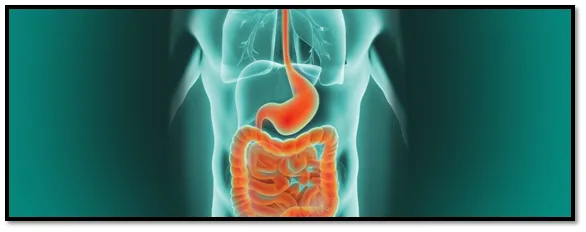 Gastrointestinal Gastrointestinal