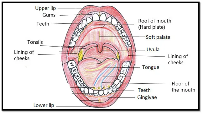 Mouth Oral cavity