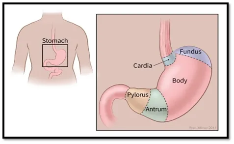 stomach1 stomach1