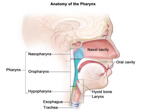 Prolife Cancer Centre | Throat Cancer Treatment in Pune | Dr. Sumit Shah