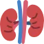 kidney
